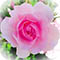 Maha-Devi-Li-Ra-La-Flower-Button thumbnail